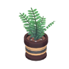 Potted wild ferns.png