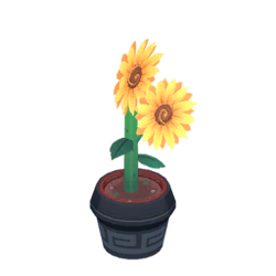 Pansunflowers.png